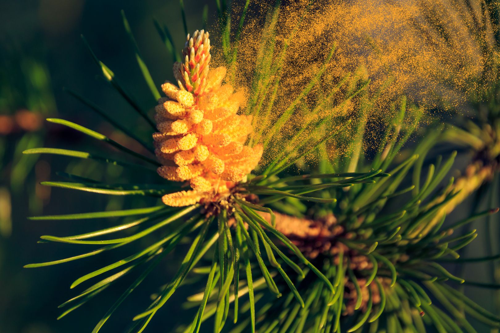 Polenska kijavica, sezonske alergije i DIJABETES